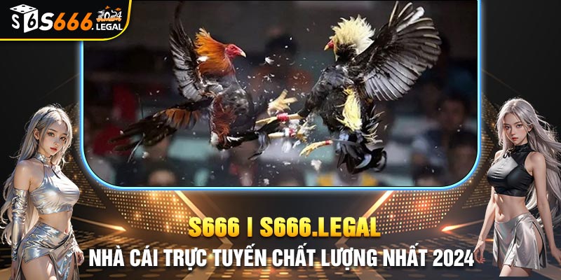 Đá gà cựa dao mang đến sự kịch tính trong từng giây phút